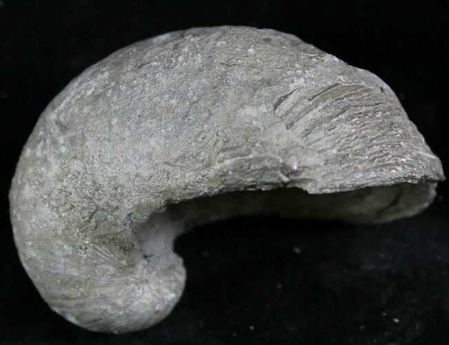 Gryphaea (Devil's Toenail) Fossil Oyster - Jurassic #25972